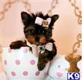 Yorkshire Terrier